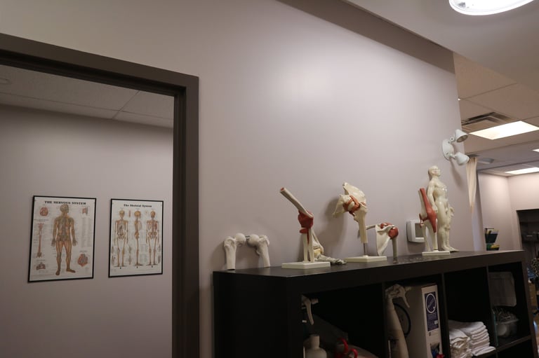 Medical office display with anatomical posters and skeleton models on shelves and walls